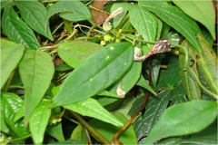 Ceropegia intermedia